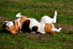 Beaglespielplatz/ Fotos Gaby Eggert