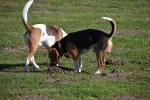 Beaglespielplatz/ Fotos Gaby Eggert