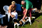 Beaglespielplatz/ Fotos Gaby Eggert
