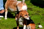 Beaglespielplatz/ Fotos Gaby Eggert