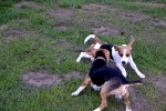 Beaglespielplatz/ Fotos Gaby Eggert