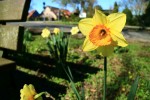 Es blüht in Schermbeck /Fotos von Sonja Matuszczak, Silke Terhart, Marc Anschütz und Gaby Eggert