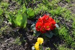 Es blüht in Schermbeck /Fotos von Sonja Matuszczak, Silke Terhart, Marc Anschütz und Gaby Eggert