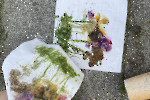 Färberworkshop im artpark/ Fotos privat