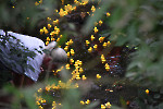 KiSchue052
