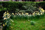 Noch mehr Frühling/ Fotos Gaby Eggert