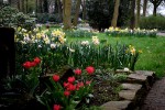 Noch mehr Frühling/ Fotos Gaby Eggert