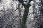 BS007