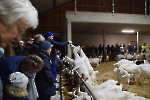 Ziegen/ Fotos Gaby Eggert